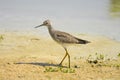 Lesser Yellowlegs foraging