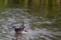 Lesser Yellowlegs taking a bath Royalty Free Stock Photo