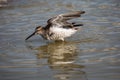 Lesser Yellowlegs taking a bath Royalty Free Stock Photo