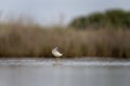 lesser yellowlegs, tringa flavipes