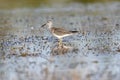 Lesser Yellowlegs Tringa flavipes foraging on edge of wetland Royalty Free Stock Photo