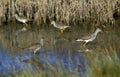 Lesser Yellowlegs, tringa flavipes, Group standing in Water, Florida