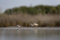 lesser yellowlegs, tringa flavipes