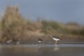 lesser yellowlegs, tringa flavipes