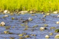 The lesser yellowlegs (Tringa flavipes)