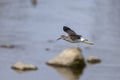 The lesser yellowlegs Tringa flavipes in flight Royalty Free Stock Photo