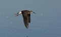 Lesser yellowlegs, Tringa flavipes Royalty Free Stock Photo