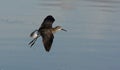 Lesser yellowlegs, Tringa flavipes Royalty Free Stock Photo