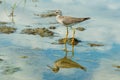 Lesser Yellowlegs - Tringa flavipes