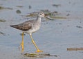 Lesser Yellowlegs (Tringa flavipes) Royalty Free Stock Photo