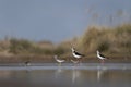 lesser yellowlegs, tringa flavipes, White Backed stilt, Himantopus melanurus