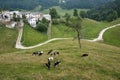 Lessinia (Veneto, italy), pastures Royalty Free Stock Photo