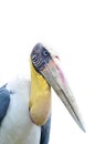 Lessor adjutant stork Bird Royalty Free Stock Photo