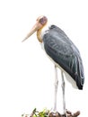 Lessor adjutant stork Bird Royalty Free Stock Photo