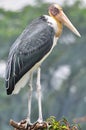 Lessor adjutant stork Bird Royalty Free Stock Photo