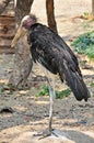 Lessor adjutant stork in Thailand Royalty Free Stock Photo