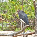 Lessor adjutant stork in Thailand Royalty Free Stock Photo