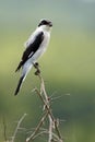 Lessor Grey Shrike (Lanius Minor) Royalty Free Stock Photo