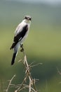 Lessor Grey Shrike (Lanius Minor) Royalty Free Stock Photo