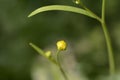 Lessr spearwort Royalty Free Stock Photo