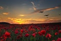 Lest we Forget, Lancaster bombers flying across poppy fields Royalty Free Stock Photo