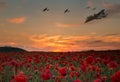 Lest We Forget war planes flying over red poppy field