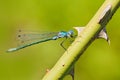 Lestes dryas, damselfly in the family Lestidae, sitting on the tree branch with thorn. Europe wildlife nature. Dragonfly in the Royalty Free Stock Photo