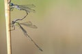 Lestes sponsa en Lestes viridis