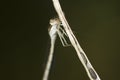 Lestes virens