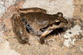 Lesueur`s Tree Frog Royalty Free Stock Photo