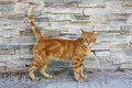 Wild Ginger Lesvos Cat, Greece, Europe Royalty Free Stock Photo