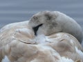 Juvenile Mute Swan trying to take a nap; sleeping on the water