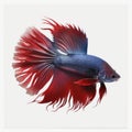 Plakat Betta Fish. Popular fish. Isolated on White Background.