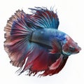 Plakat Betta Fish. Popular fish. Isolated on White Background.