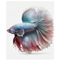 Plakat Betta Fish. Popular fish. Isolated on White Background.
