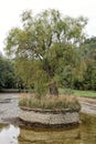 Let-out pond with central island covered by stone tiles and single tree Royalty Free Stock Photo