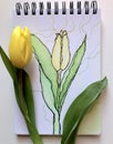 Let`s copy nature. Drawing first spring tulip.