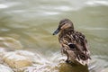 Lets Go For A Swim Royalty Free Stock Photo