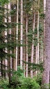 Let\'s go up the mountain. Landscape with clouds, pine trees and green grass. Journey through forests Royalty Free Stock Photo