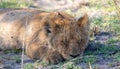 Let sleeping lion cubs lie Royalty Free Stock Photo