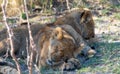 Let sleeping lion cubs lie Royalty Free Stock Photo