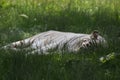 Let Sleeping Tigers Lay in Green Grass Royalty Free Stock Photo