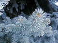 Let it snow. Blue frost spruce, super hoarfrost space needle. Snowing blue tree