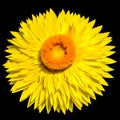 Let the Sun shine, The golden everlasting or strawflower Royalty Free Stock Photo