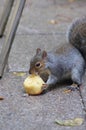 Let them eat cake. No. I didn& x27;t mean the squirrel. Royalty Free Stock Photo