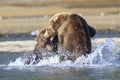 Lethal fight between two bears