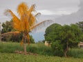 Lethal Yellowing Coconut Palm Tree Royalty Free Stock Photo