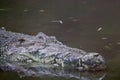 Lethargic crocodile lying motionless Royalty Free Stock Photo