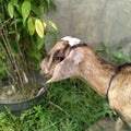 lethargic goats