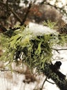 Lichen frozen Royalty Free Stock Photo